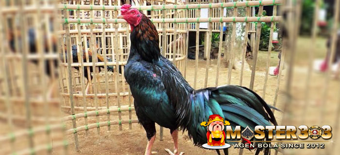 Ayam Bangkok Ciparage Jagoan Asli Indonesia