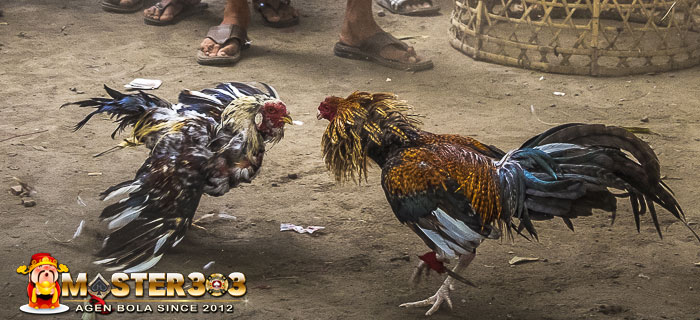 Ayam Bangkok Jali Blirik Petarung